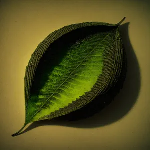 Lacewing insect on leaf