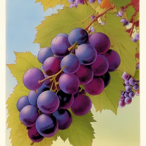 Juicy Autumn Harvest: Ripe Muscat Grapes in Vineyard