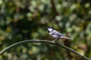 Close-up of cute wild bird on branch in garden