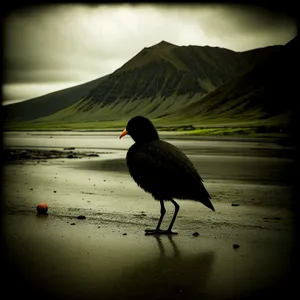 Golden Shorebird Silhouette at Sunset