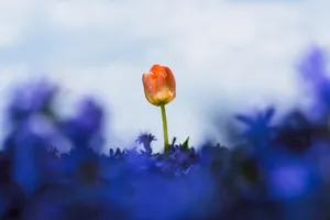 Blooming tulip in spring garden foliage.