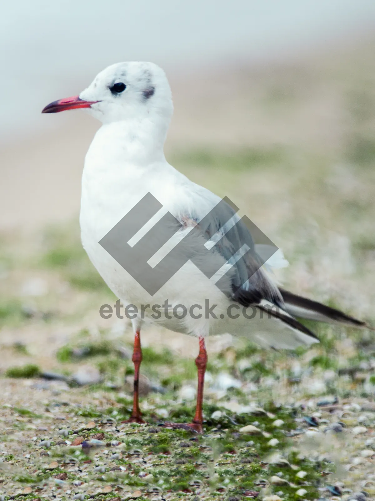 Picture of Coastal seagull soaring over the sea.