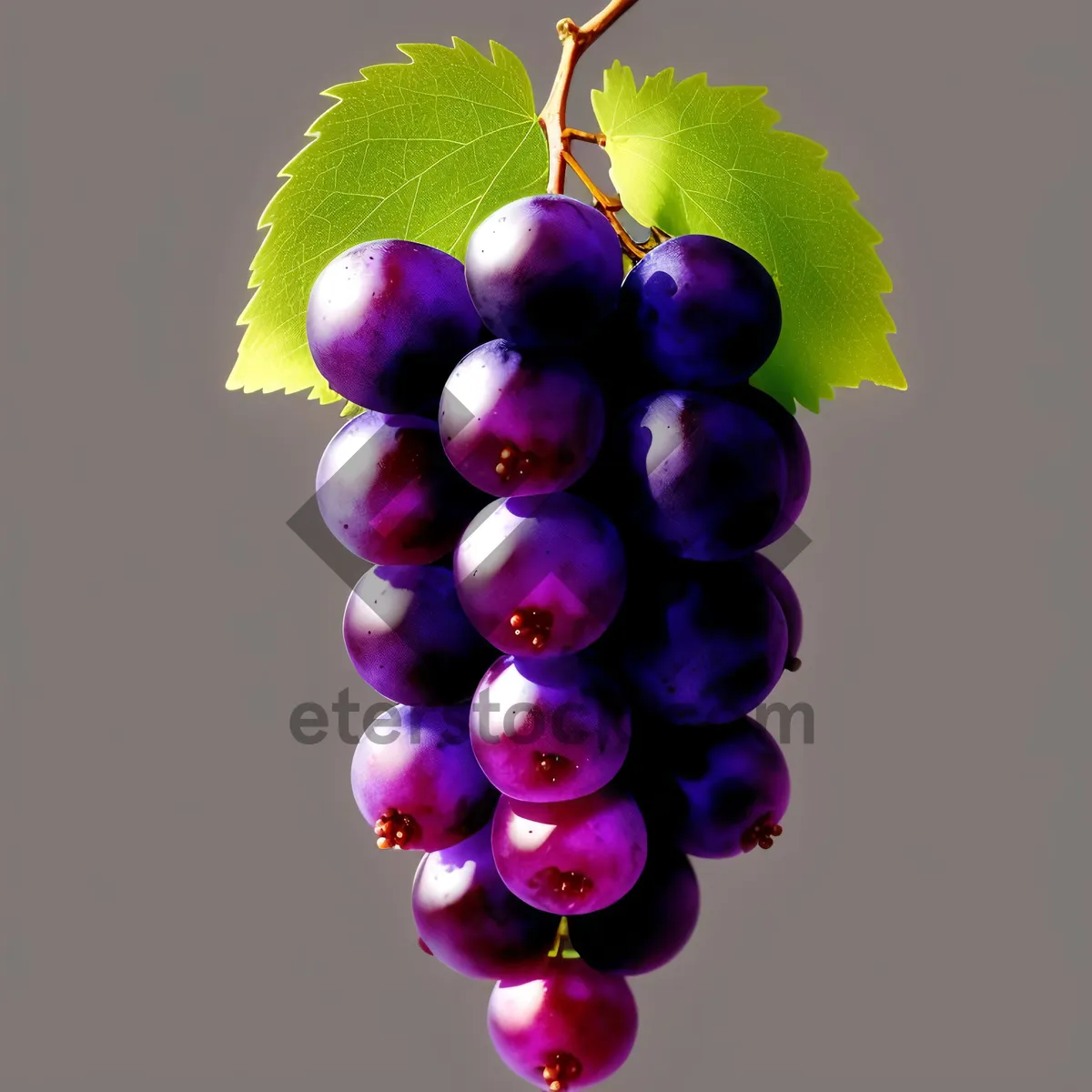 Picture of Juicy Grapes on Vine in Vineyard