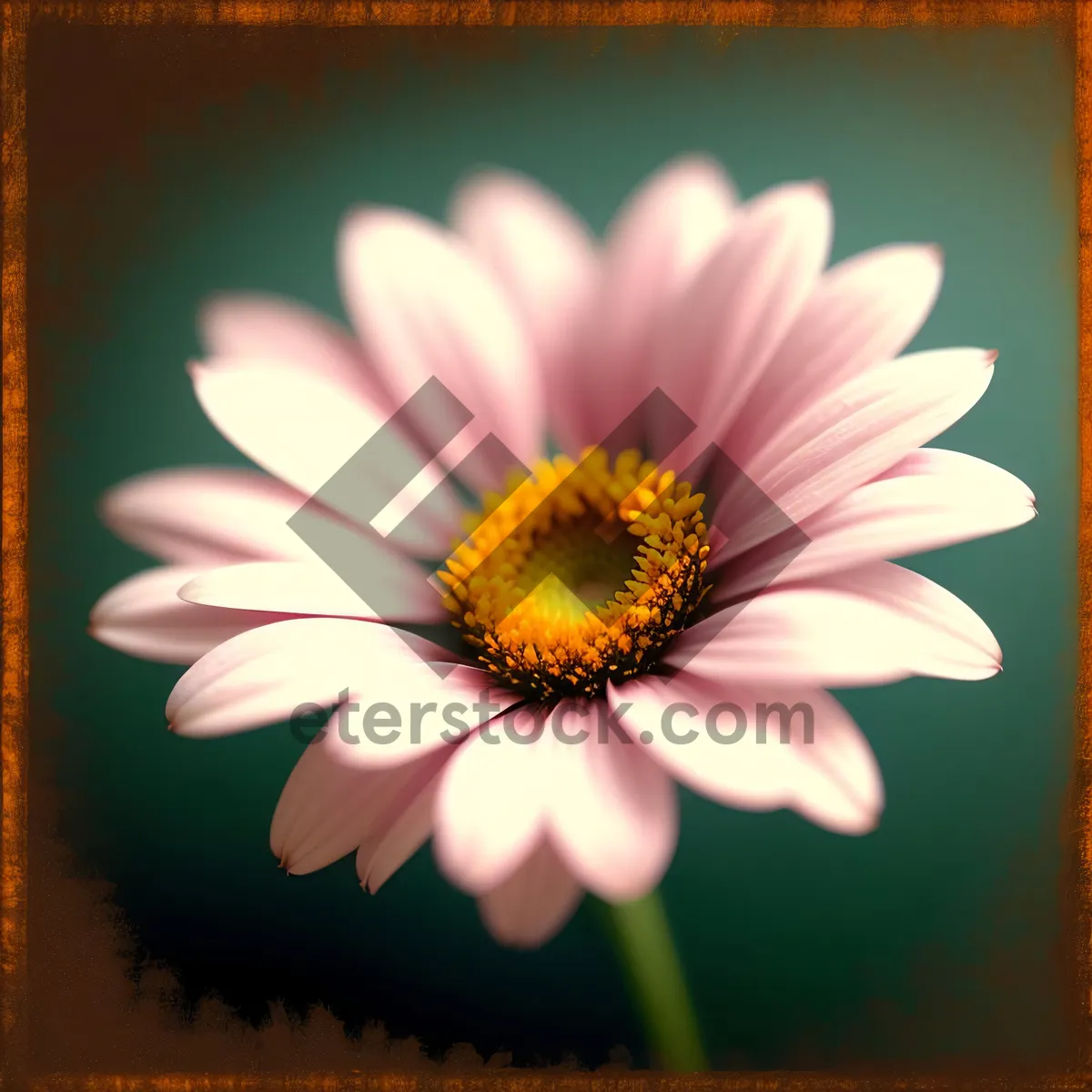 Picture of Vibrant Daisy Blooms in Summertime Garden