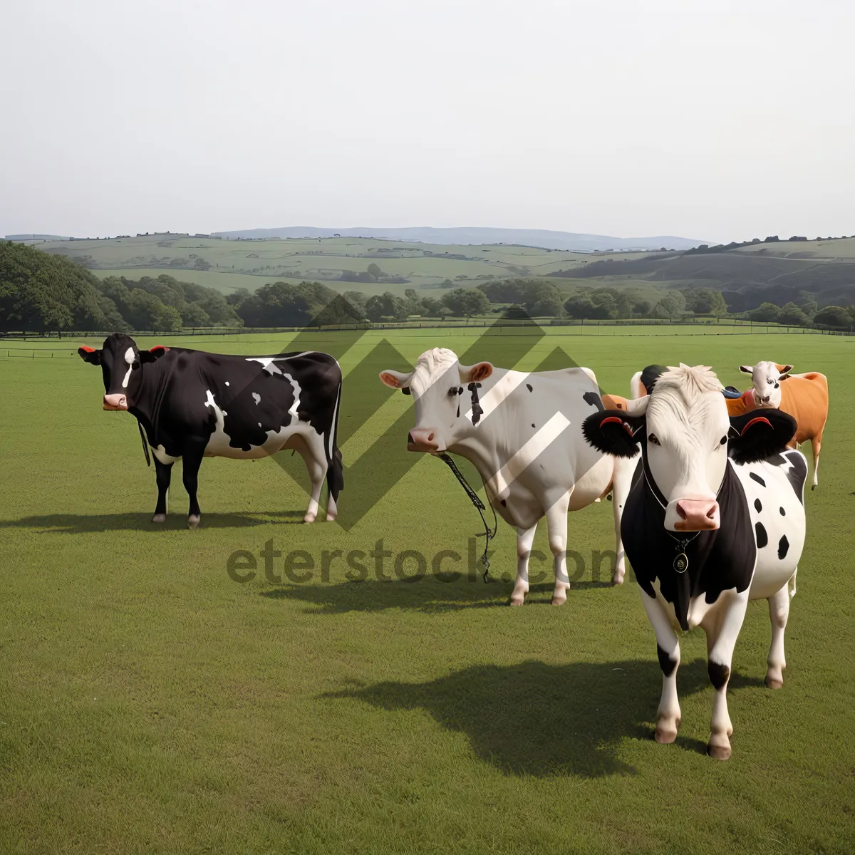 Picture of Idyllic Countryside Farm with Grazing Horses