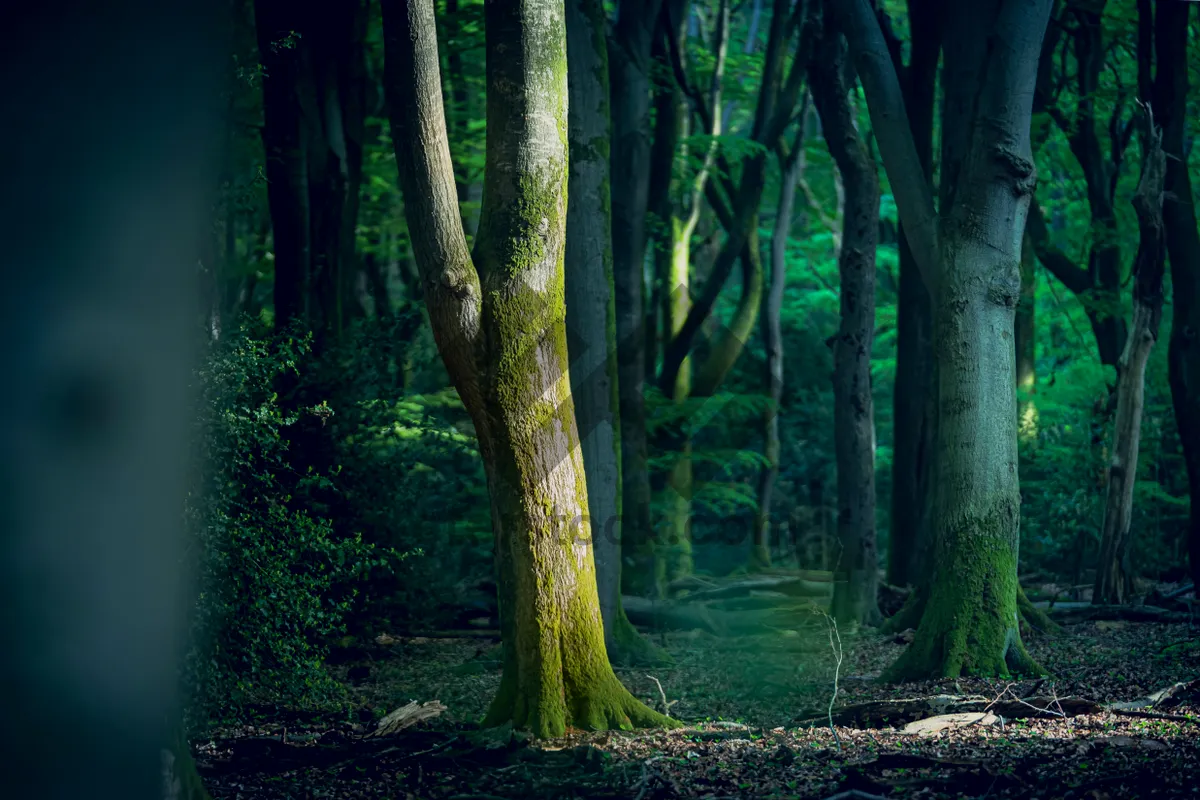 Picture of Summer Park Wooded Scene with Southern Beech Trees