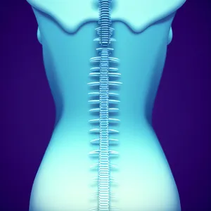 Human Spine - Anatomy X-Ray Imaging