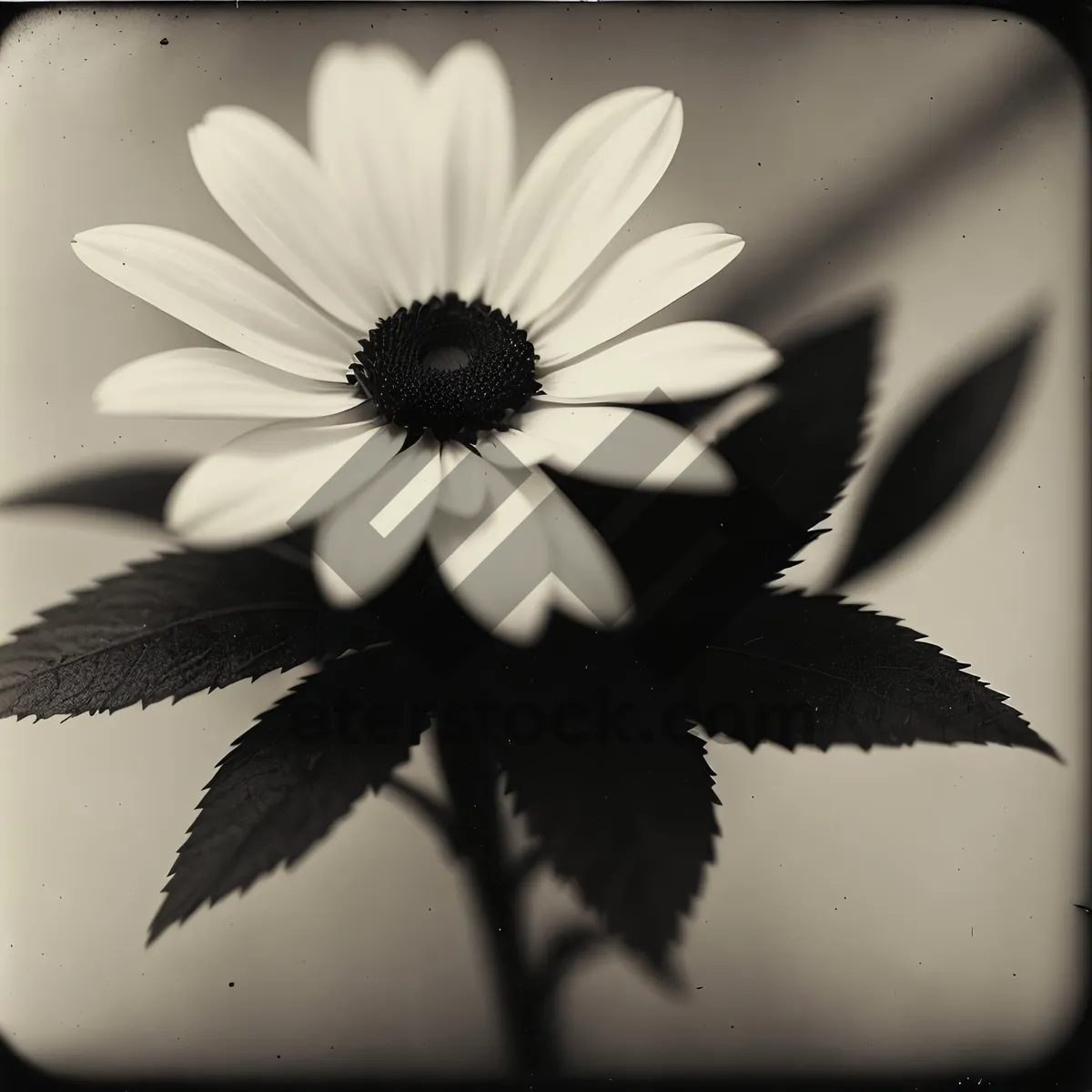 Picture of White Daisy Blooming in Bright Meadow