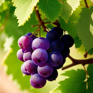 Autumn Harvest: Juicy Organic Grape Cluster