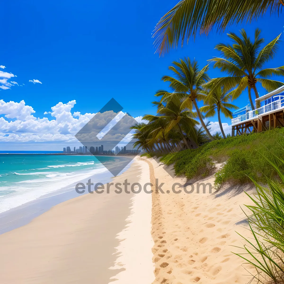 Picture of Turquoise waters meet palm-fringed shore.