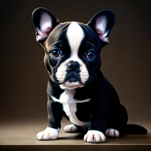 Purebred Bulldog Puppy Sitting in Studio, Cute and Wrinkled