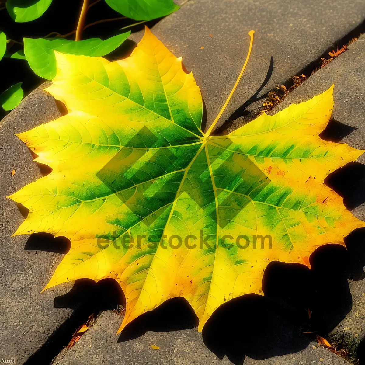 Picture of Vibrant Autumn Maple Leaves in Golden Hues