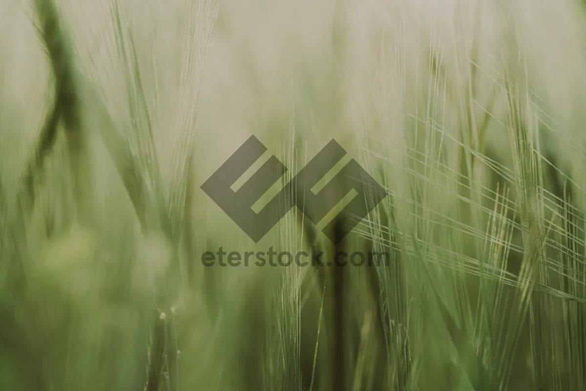 Picture of Golden Wheat Field under Summer Sky