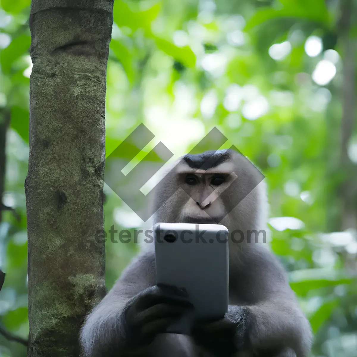 Picture of Primate wildlife in the trees: Ape family playing