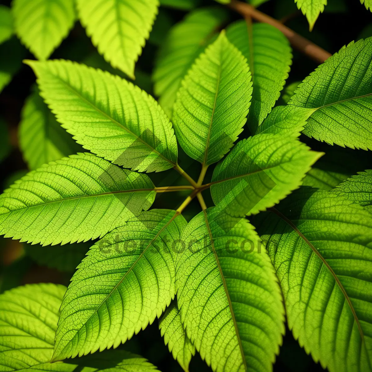 Picture of Vibrant Elm Leaves in Lush Forest