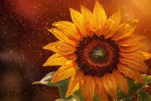 Bright yellow sunflower in a sunny field.