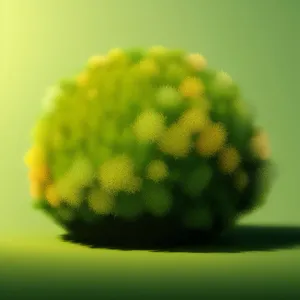 Close-up of yellow pineapple weed flower in summer.