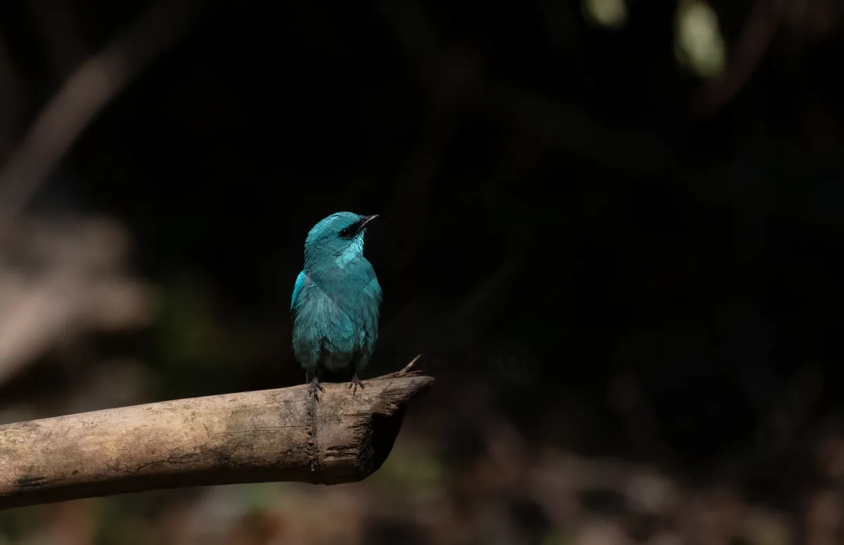 Picture of Colorful Bird Perched on Tree Branch in Spring Park