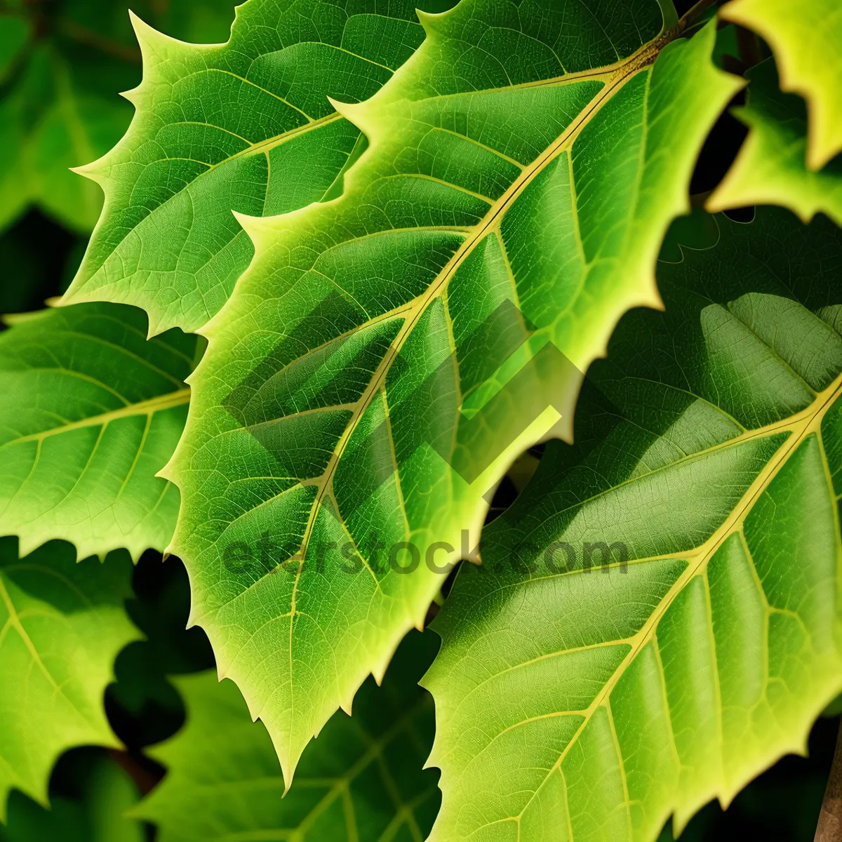 Picture of Vibrant Foliage: Lush and Fresh Fig Tree Leaves