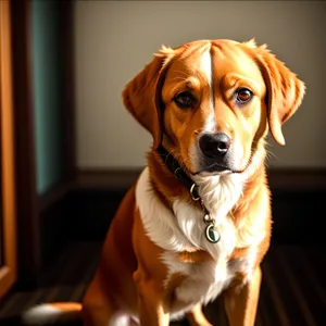 Adorable Beagle Puppy - Studio Portrait of a Purebred Friend