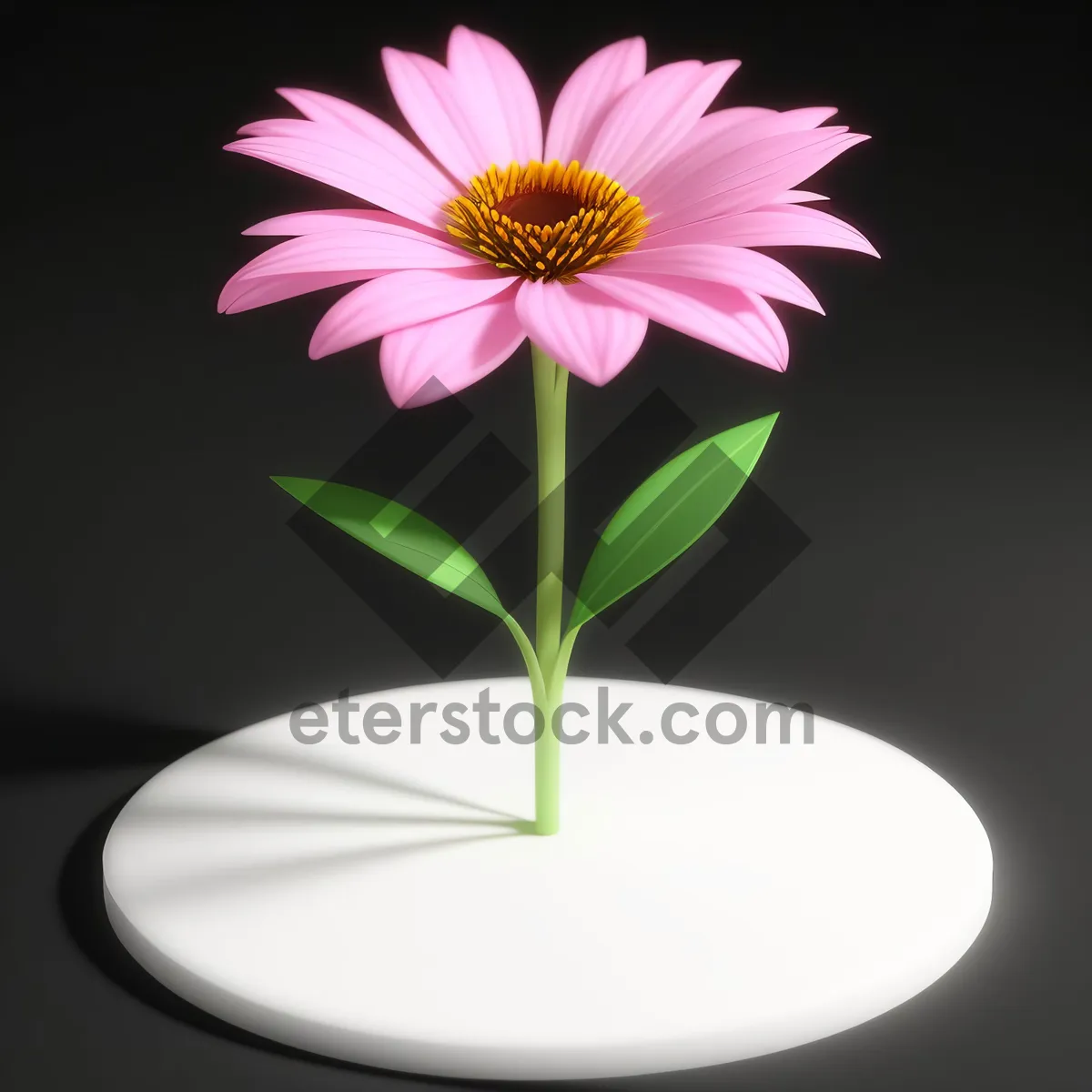Picture of Vibrant Pink Daisy Blossom in Full Bloom