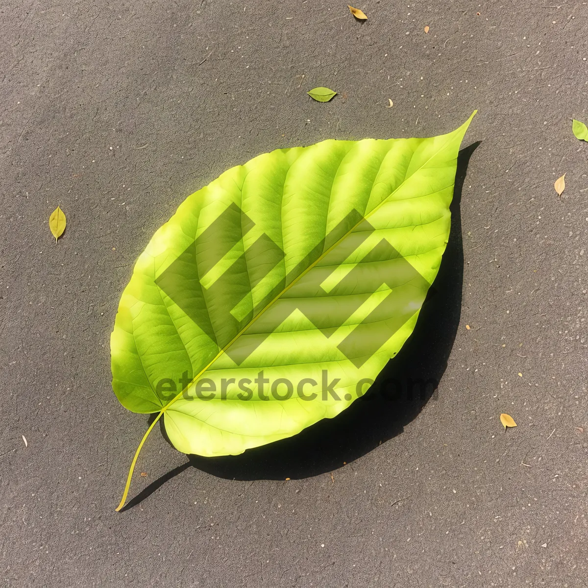 Picture of Springtime Vascular Plant Leaf with Wild Ginger
