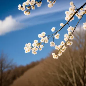 Spring Cherry Blossom: Vibrant Flora in Sky