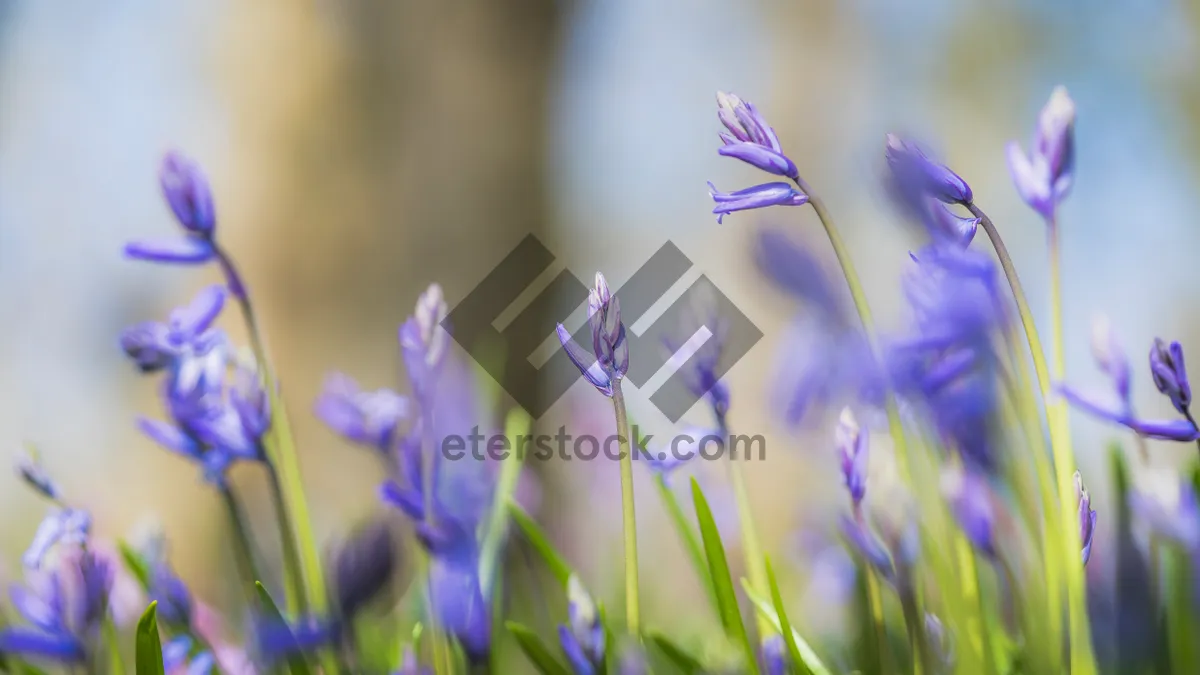 Picture of Vibrant lavender blooms in beautiful spring garden setting