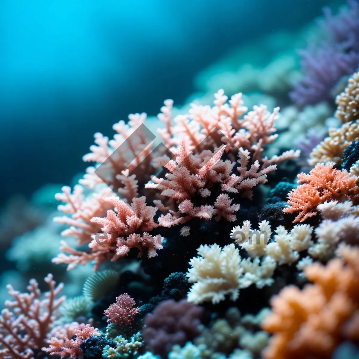 Picture of Beneath the Colorful Coral: Exotic Dive into Marine Life