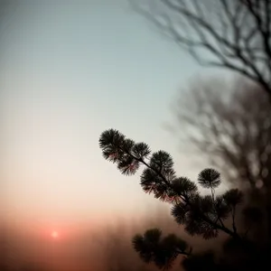 Majestic Winter Tree Silhouette against Vibrant Sunset Sky