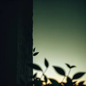 Silhouette of Tree by Sunlit Cemetery Hole