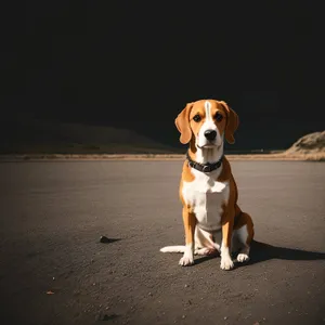 Adorable Beagle Puppy - Portrait of a Cute Hunting Dog