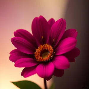 Bright Pink Daisy Petals in Blossom