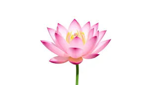 Bright Pink Lotus Flower Icon Design