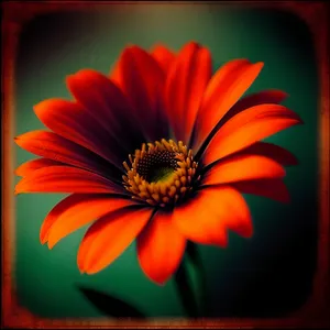 Vibrant Yellow Daisy Petal in Bloom