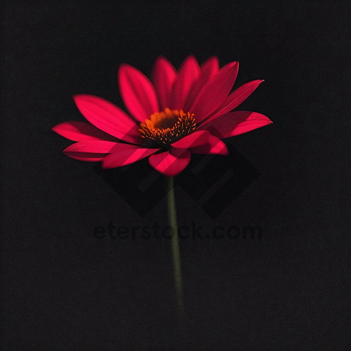 Picture of Vibrant Pink Daisy Blossom in Full Bloom
