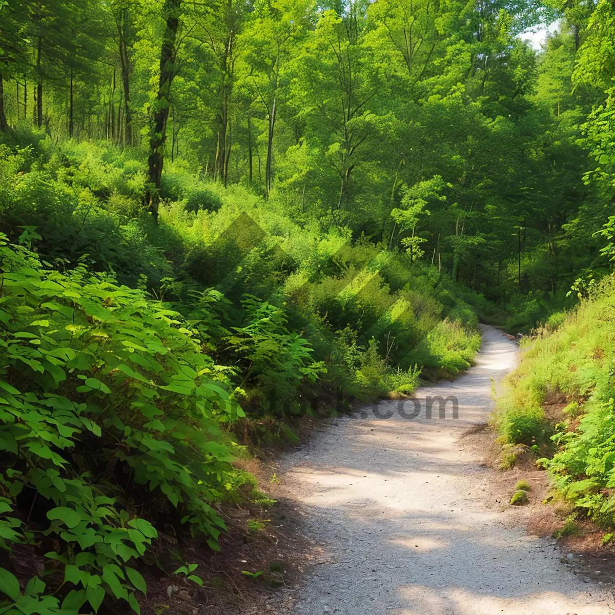 Picture of Serene Woods Path with Lush Greenery