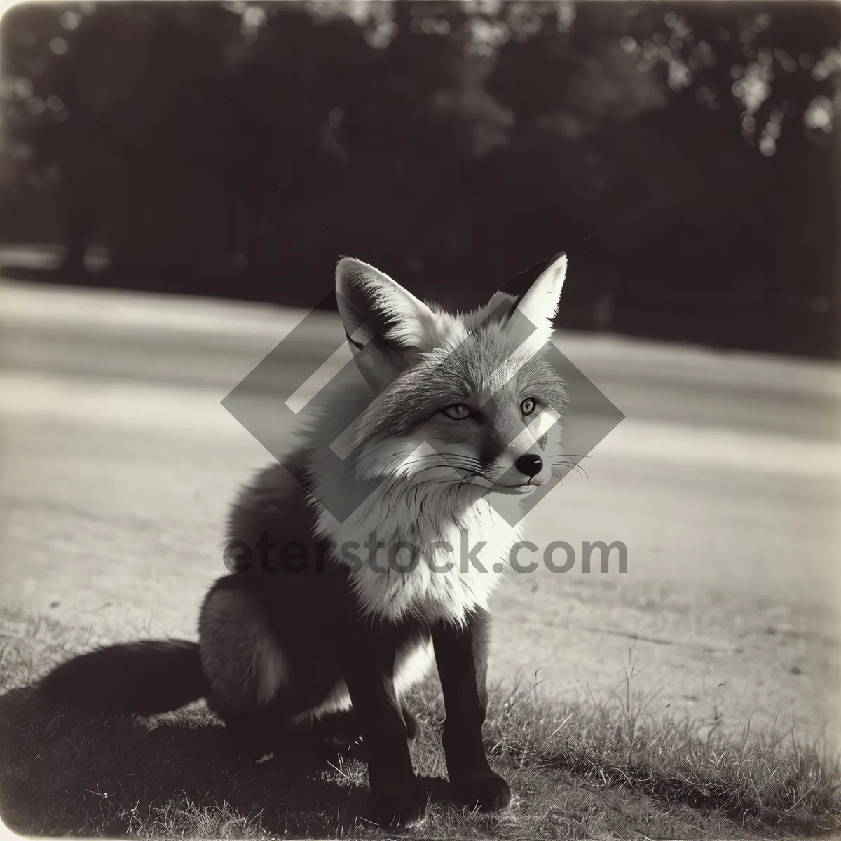 Picture of Curious Red Fox Kitten with Adorable Whiskers