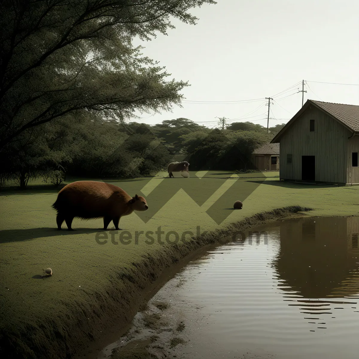 Picture of Idyllic Prairie Grazing: Bison Herd by the Lake
