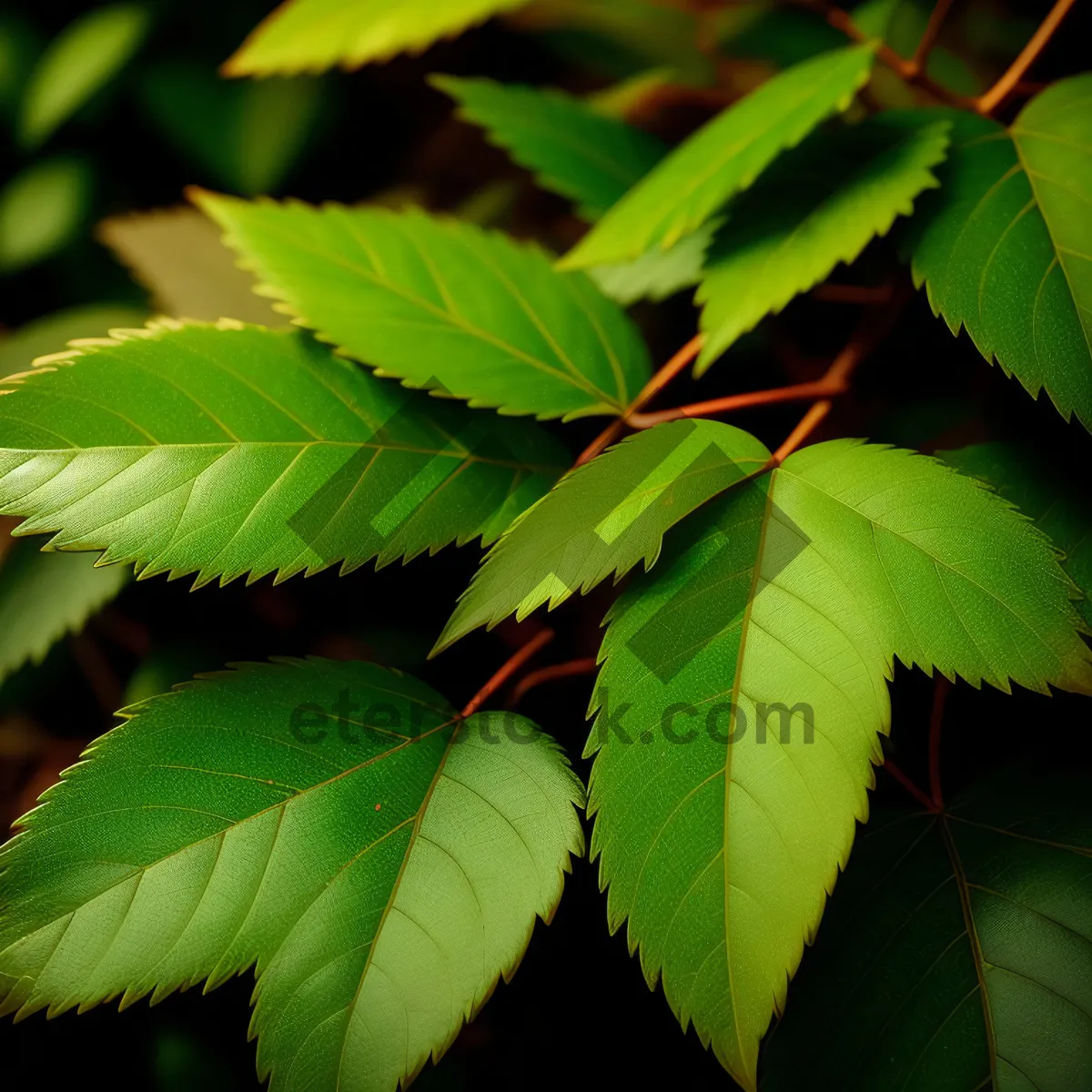 Picture of Sumac Leaf in Lush Forest