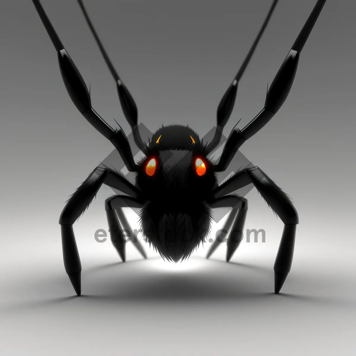 Picture of Close-up of Black Widow Spider - Wildlife Insect