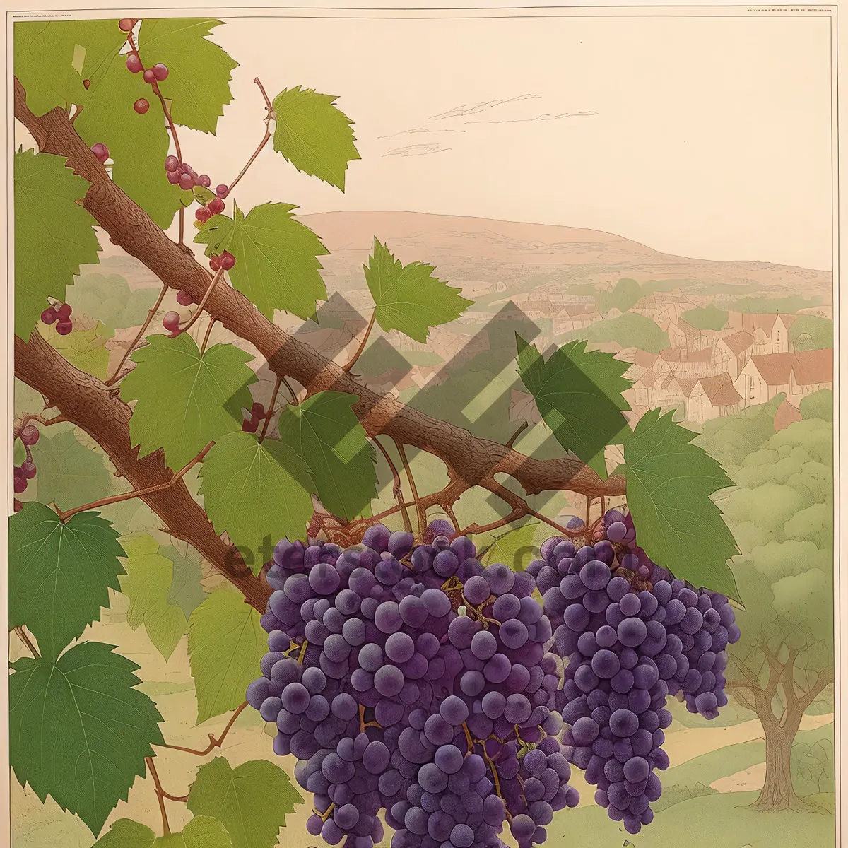 Picture of Delicious Autumn Harvest of Purple Grapes