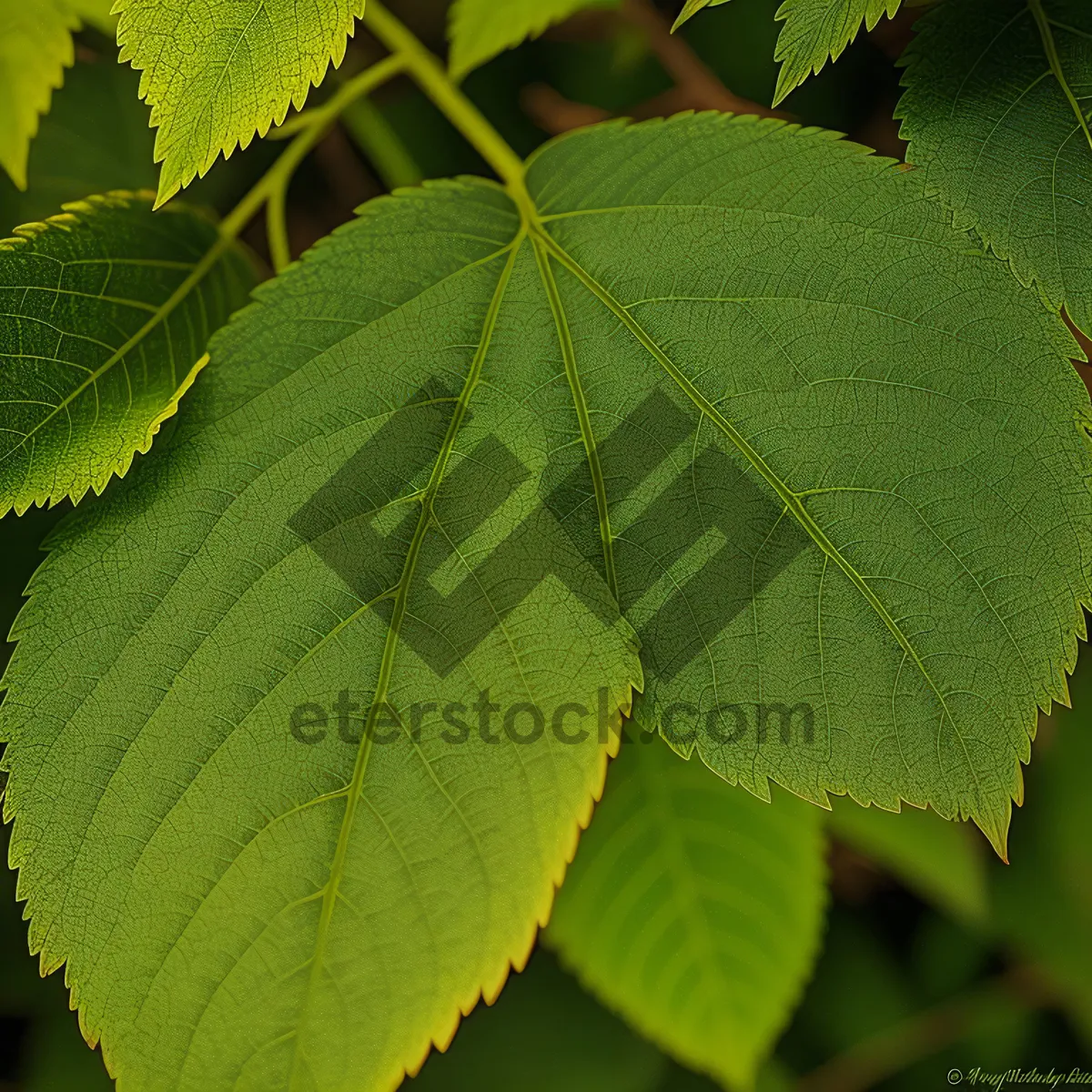 Picture of Vibrant Maple Leaves in Lush Forest