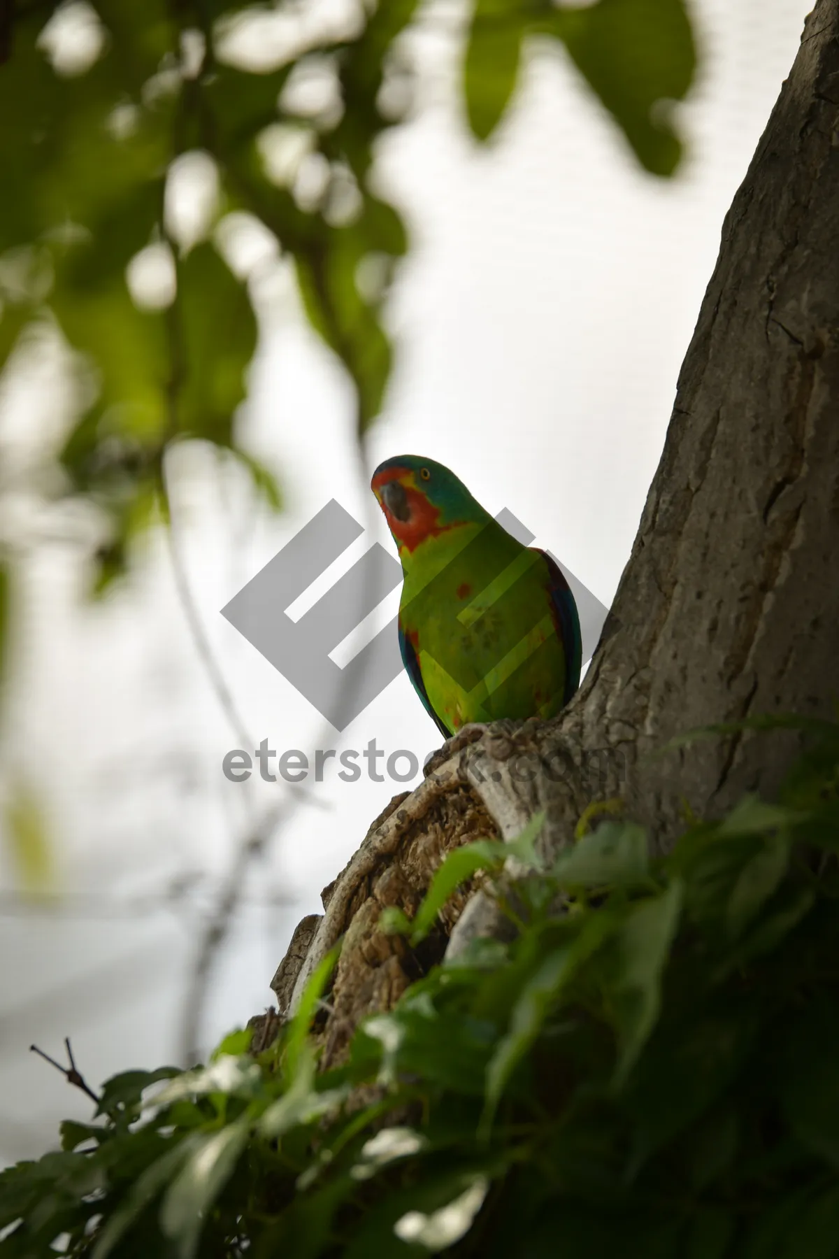 Picture of Colorful Macaw Parrot on Tropical Tree Branch