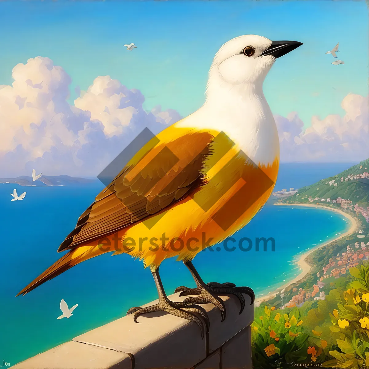 Picture of Seagull soaring over beach and ocean