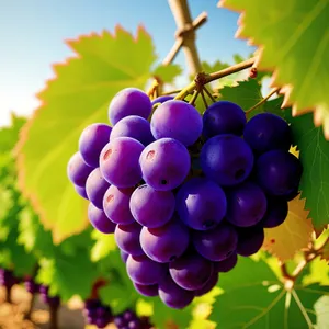 Juicy Purple Grape Cluster in Vineyard