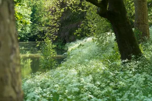 Autumn Park Landscape: Trees and Cow Parsley Outdoors