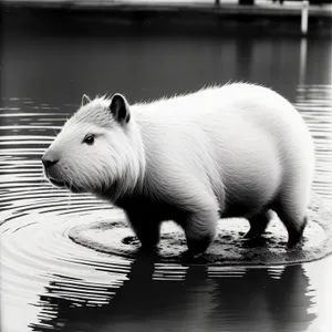 Adorable Domestic Furball: A Cute Guinea Pig