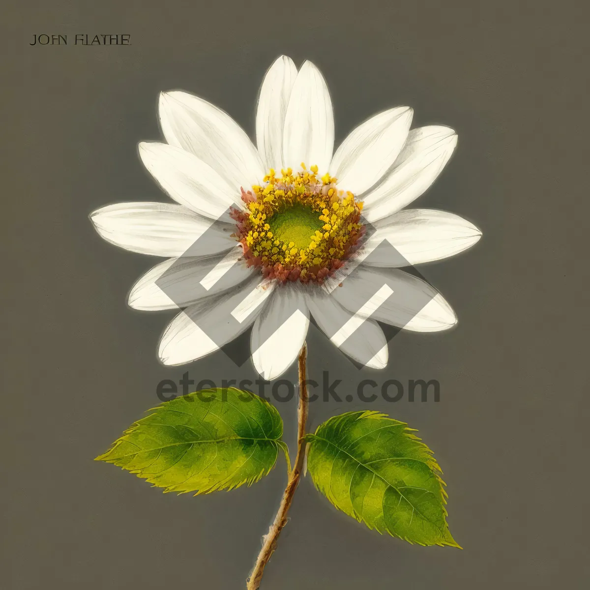 Picture of Vibrant Daisy Blossom in Meadow