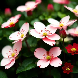 Vibrant Pink Blossom in Spring Garden